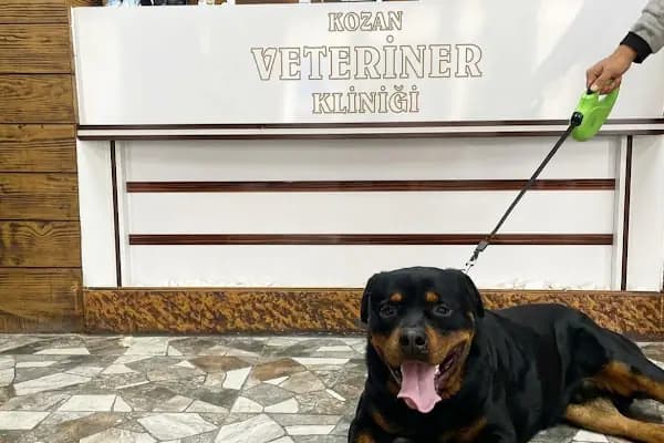 KOZAN VETERİNER KLİNİĞİ - Veteriner - İzmir Aliağa