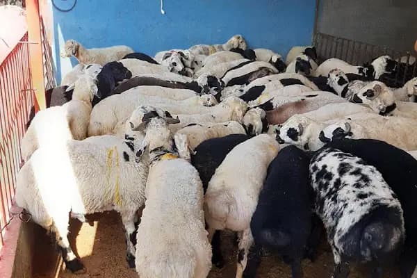 Ömeroğulları Kurbanlık - Hayvanat Bahçesi - Diyarbakır Bağlar