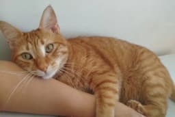 EMET VETERİNER KLİNİĞİ