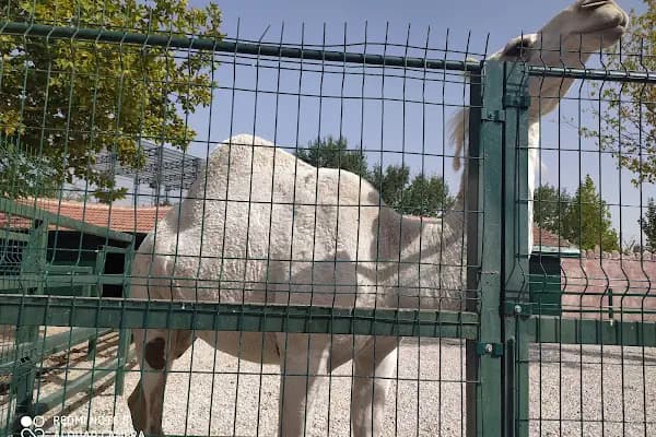 Karatay Belediyesi Hayvanat Bahçesi - Hayvanat Bahçesi - Konya Beyşehir