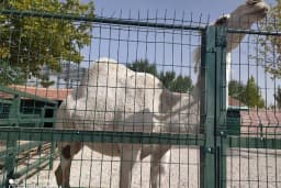 Karatay Belediyesi Hayvanat Bahçesi