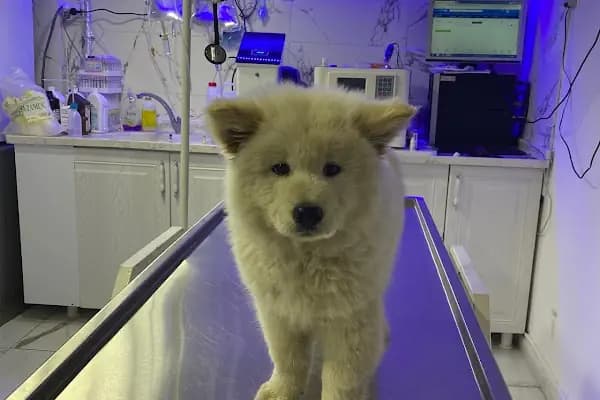 CADDE Veteriner Kliniği- ERZURUM - Veteriner - Erzurum Palandöken