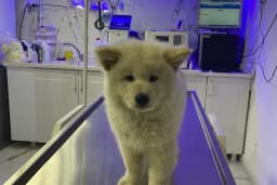 CADDE Veteriner Kliniği- ERZURUM