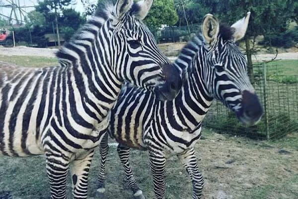 Polonezköy Zoo Park - Hayvanat Bahçesi - İstanbul Ümraniye