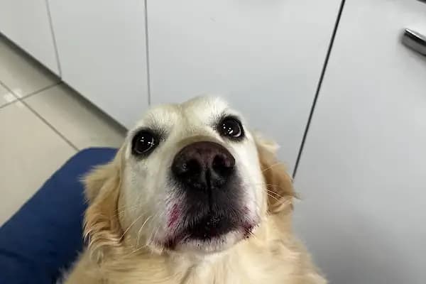 Derman veteriner kliniği - Veteriner - İzmir Menderes