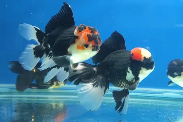 ALP GOLDFİSH PetShop Av Kamp Akvaryum Dünyası - Evcil hayvan mağazası - Ankara Altındağ