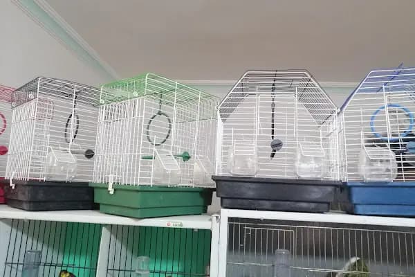 (CEYLAN PETSHOP) ANKARA KANARYA SEVDALILARI VE KAFES KUSLARI - Evcil Hayvan Malzemeleri Mağazası - Ankara Keçiören