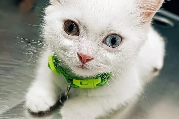 Minik Patiler Veteriner Kliniği - Acil Durum Veterinerlik Hizmeti - Adana Ceyhan