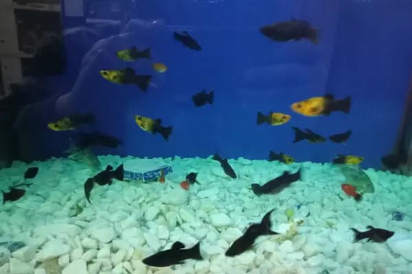 İrem Petshop - Evcil hayvan mağazası - İstanbul Pendik