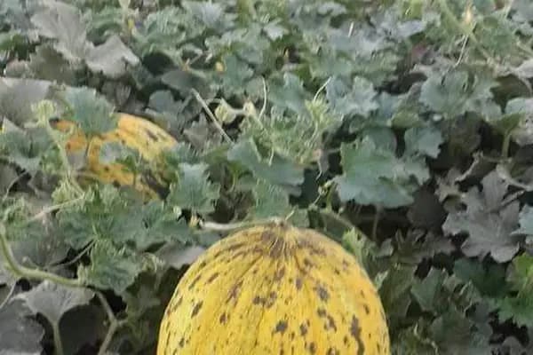 Kilic Tarim - Tarımsal Ekipman Tedarikçisi - Gaziantep Nizip