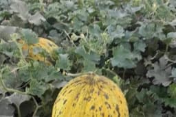 Kilic Tarim