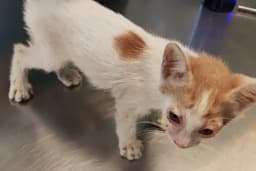 Veterineria