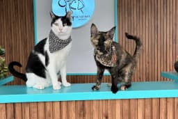 Nilly Sakarya Veteriner Kliniği - Serdivan Veteriner Kliniği