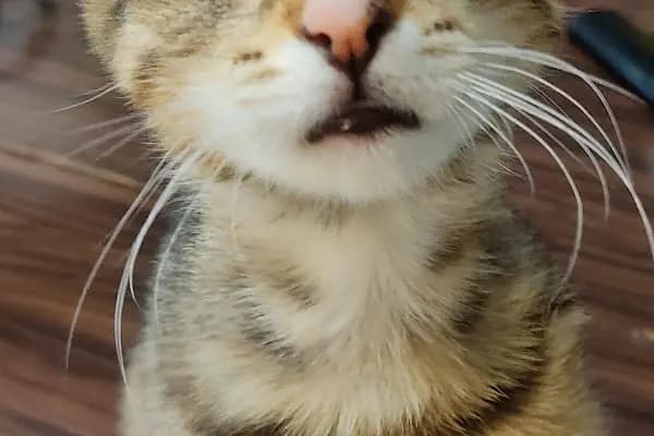 Vetsa Veteriner Kliniği - Veteriner - İzmir Balçova