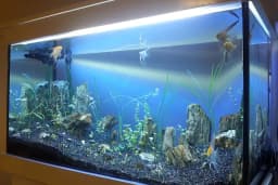 Alsancak Petshop