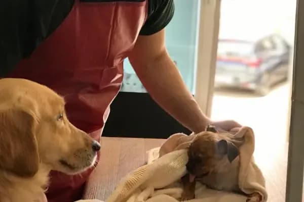 Mutlu Kuyruklar Veteriner Kliniği - Acil Durum Veterinerlik Hizmeti - Adana Ceyhan