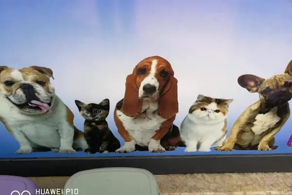 Ceren Petshop Kuaför Akvaryum Kuşçu Mama - Evcil Hayvan Kuaförü - Kocaeli Derince