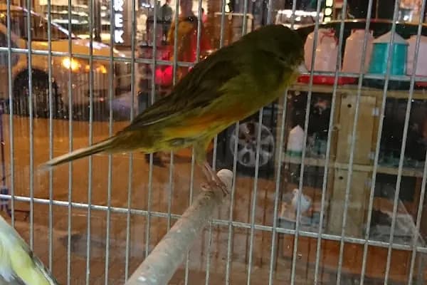 Yunus Park Pet Shop (YILDIRIM/BURSA) - Evcil Hayvan Malzemeleri Mağazası - Bursa Yıldırım