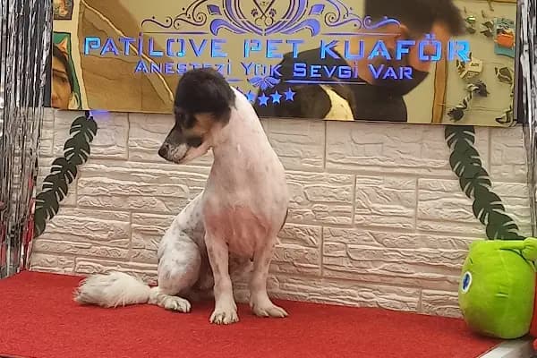 PatiLove Pet Kuaför-(Uygun Fiyatlı )Bursa Kedi Traşı,Köpek Traşı.Anestezi Yok Sevgi Var - Evcil Hayvan Kuaförü - Bursa Gemlik