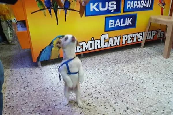 DEMİRCAN PET SHOP - Evcil hayvan mağazası - Gaziantep Araban