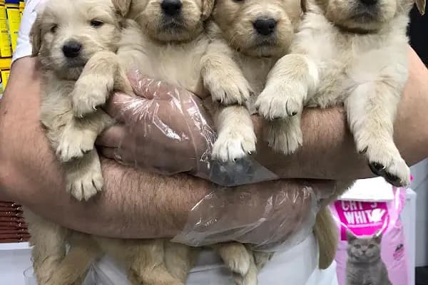 Fenomen Pet Shop - Pet Çiftlik - Kedi Köpek Satış Merkezi - Evcil hayvan mağazası - Ankara Çamlıdere