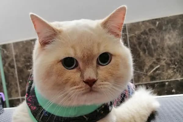PURLİNA PET KUAFÖR VE MARKET - Evcil Hayvan Kuaförü - Bursa Nilüfer