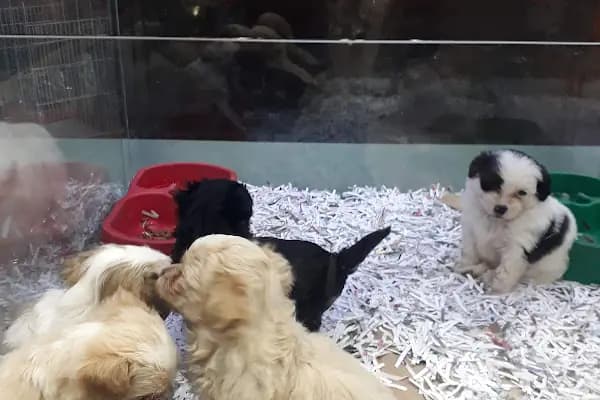 Pet Adana - Evcil hayvan mağazası - Adana Çukurova
