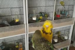 Yağız petshop akvaryum