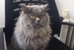 Vetlife Veteriner Kliniği
