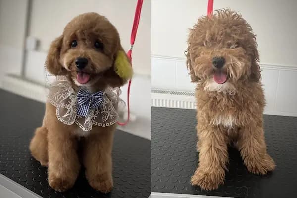 Ciciş Pet Kuaför - Evcil Hayvan Kuaförü - İzmir Balçova