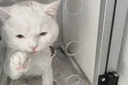 Bağbaşı Hypatia Veteriner Kliniği