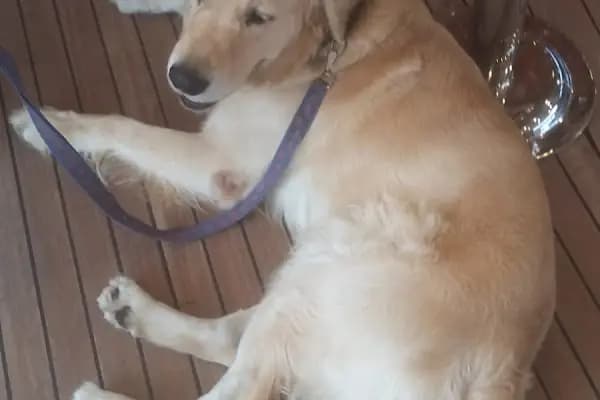 Antalya petshop - Evcil hayvan mağazası - Antalya Akseki