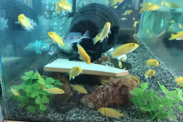 BERİL AKVARYUM PETSHOP - Evcil hayvan mağazası - Konya Bozkır