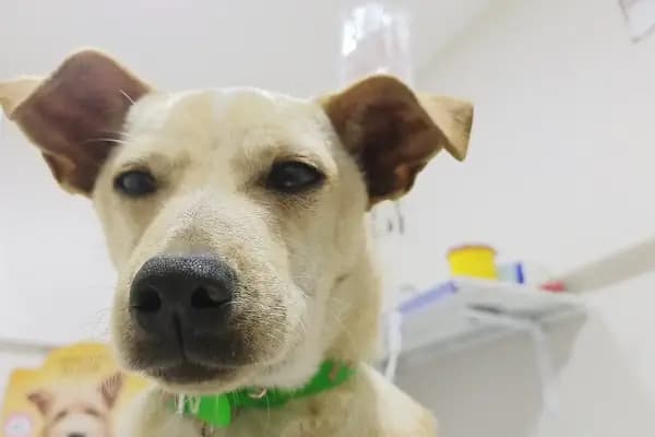 Karaca Veteriner Kliniği - Veteriner - Gaziantep Şehitkamil