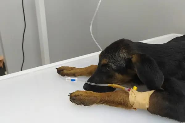 Vito Veteriner Kliniği - Veteriner - İzmir Bayraklı