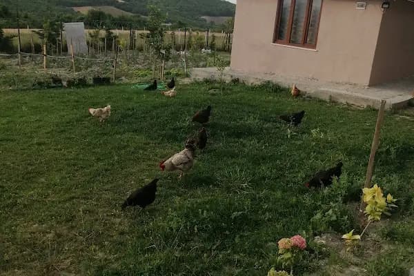 Çiçek Çiftlik - Kamp Alanı - İstanbul Şile
