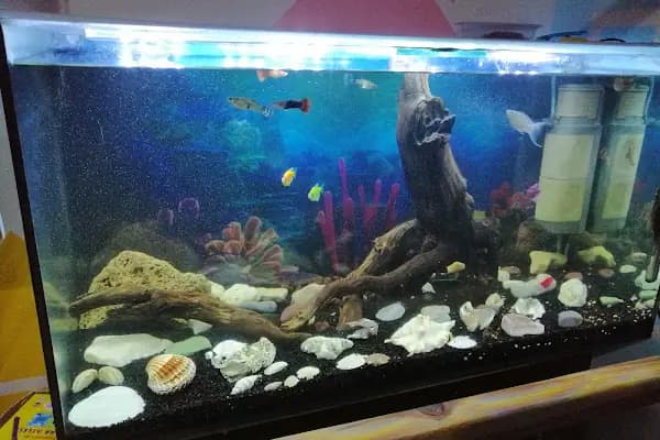 MAVİ DÜNYA AKVARYUM ve PETSHOP - Evcil hayvan mağazası - Bursa Kestel