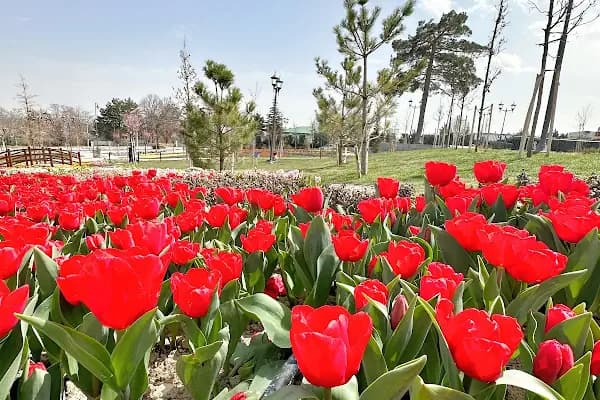 KONYA MERAM BAĞLARI - Piknik Alanı - Konya Kadınhanı