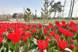 KONYA MERAM BAĞLARI
