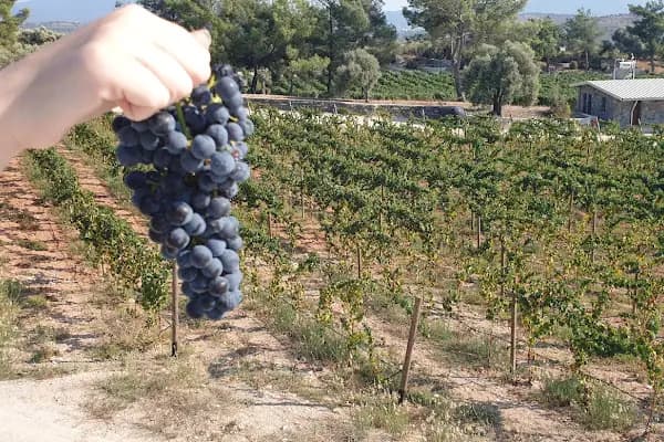 Mor Salkım Bağları - Mor Salkım Vineyards - Üzüm Bağı - Muğla Bodrum