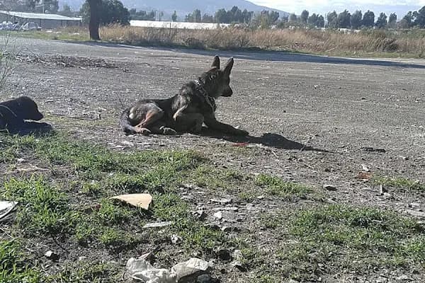 Koru Veteriner Kliniği - Veteriner - İzmir Balçova