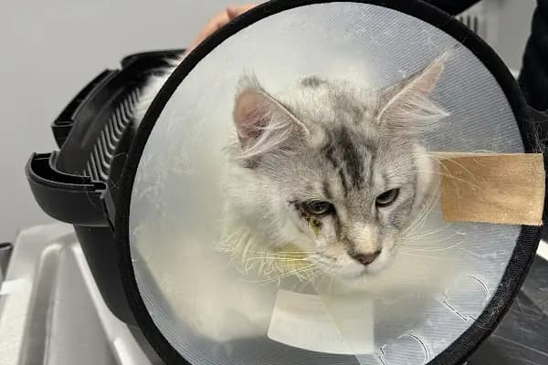 ŞirinPati Pet, Kuş ve Egzotik Veteriner Kliniği - Veteriner - İstanbul Beylikdüzü