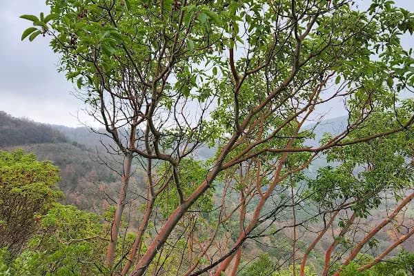 ARTEMEA YOLU - Doğa Koruma Alanı - Balıkesir Altıeylül