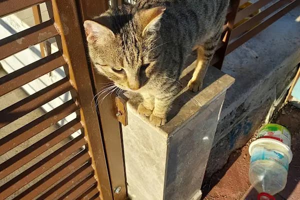 univet veteriner kliniği - Veteriner - İzmir Karabağlar