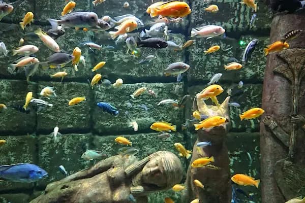Antalya Aquarium - Akvaryum - Bursa Kestel