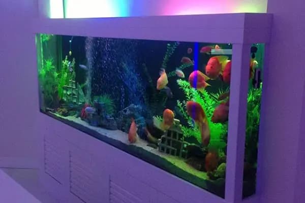 Doğasan Akvaryum - Akvaryum Mağazası - İstanbul Ataşehir