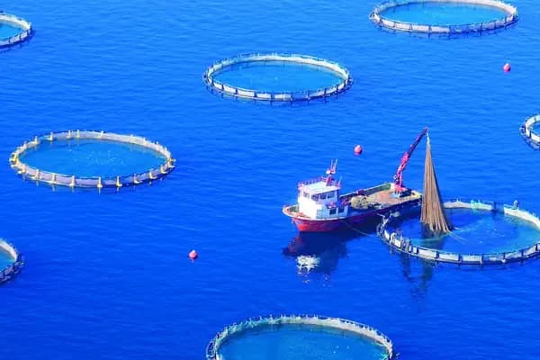 Kılıç - Kurumsal Ofis - Muğla Milas