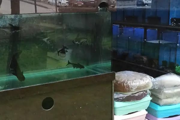 Boss Petshop - Evcil hayvan mağazası - Ankara Altındağ