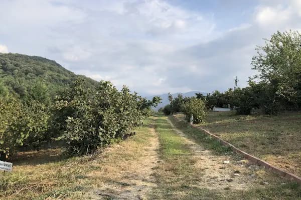 Alaağaç Köy Mezarlığı - Mezarlık - Sakarya Serdivan