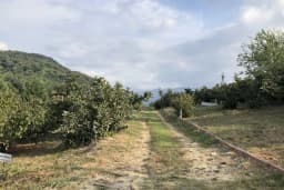 Alaağaç Köy Mezarlığı